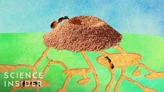 Whats Inside An Anthill [upl. by Vittorio]