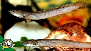 Senegal Bichir Care Guide  polypterus senegalus  Aquarium CoOp [upl. by Itaws]