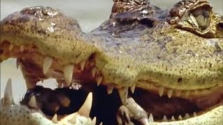 Caiman vs Capybara vs Anaconda  Amazon  BBC Earth [upl. by Sunil]