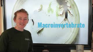 Aquatic Macroinvertebrates [upl. by Aitnic]