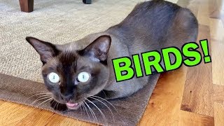 Burmese Cats Chattering and Talking about Birds Cute amp Funny [upl. by Ernaline]