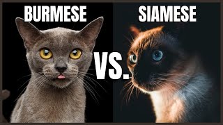 Burmese Cat VS Siamese Cat [upl. by Bobby]