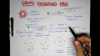 Grupo Sanguíneo ABO O A B y AB  Transfusiones [upl. by Rima]