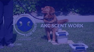 AKC Scent Work  Intro to Dog Sports [upl. by Akimert]