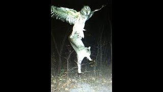 Owls catching amp devouring cats [upl. by Scevour]