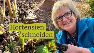 Sorte beachten beim Hortensien schneiden  Wann und wie zuschneiden [upl. by Meerak]