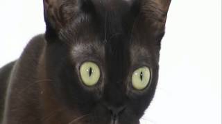 Burmese Cats 101 Animal Planet [upl. by Luhey]