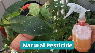 DIY PESTICIDE  HOMEMADE INSECT REPELLANT  Natural Pesticide for Plants  Effective Insecticide [upl. by Andaira]