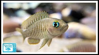 How to Set Up a Shell Dweller Fish Tank Six Different Species Featured [upl. by Terri888]