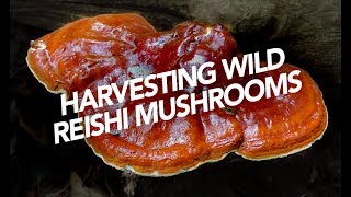 Harvesting Wild Reishi Mushrooms [upl. by Delano]