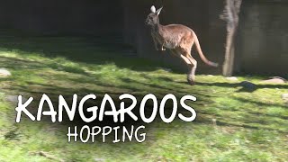 Kangaroos Hopping [upl. by Norel]