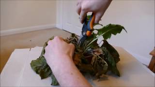 Reviving My Gerbera Plant Plus Repotting [upl. by Fee]