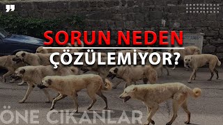 SOKAK KÖPEKLERİ MESELESİ NEDEN ÇÖZÜLEMİYOR [upl. by Ahtikal]