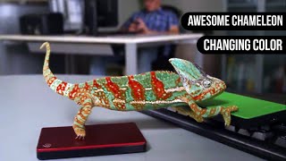 Chameleon Changing Color  Animals are Awesome [upl. by Gretna]