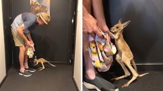 Cute Baby Kangaroo Takes First Steps [upl. by Anaela]