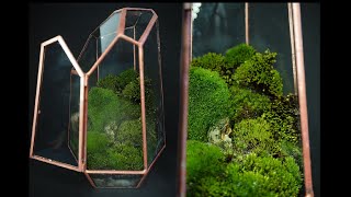 🌿 Mini terrario de musgo  Terrarium DIY [upl. by Lipsey]