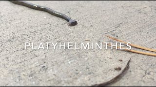 Platyhelminthes [upl. by Ettennahs]