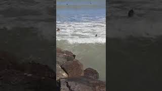 Rescate en Mar del Plata [upl. by Ynomrah447]