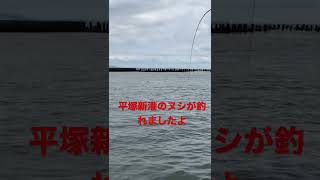 【平塚新港】ヌシが釣れましたよ [upl. by Ettennan]