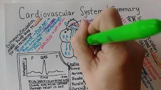 Cardiovascular System  Summary [upl. by Wons]