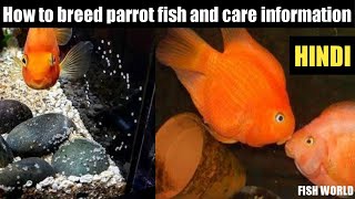 How to breed parrot fish and care info [upl. by Ecarret]