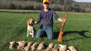 Hunting Rabbits With GREAT Beagles [upl. by Nylrats]