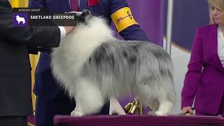 Shetland Sheepdogs  Breed Judging 2019 [upl. by Harrad]