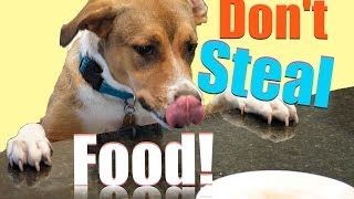 How to train your dog to stop stealing Teach Your Dog to LEAVE ANYTHING ALONE Counter Surfing [upl. by Calley]