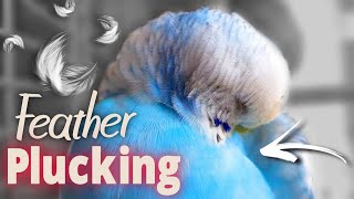 How to Recognize Feather Plucking in Parrots amp Take care [upl. by Vinaya]