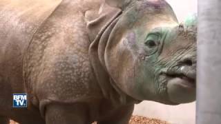 Sarthe le zoo de la Flèche accueille un nouveau rhinocéros [upl. by Einiffit]