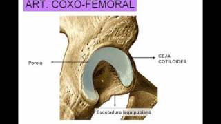 ARTICULACION DE LA CADERA [upl. by Latrice]