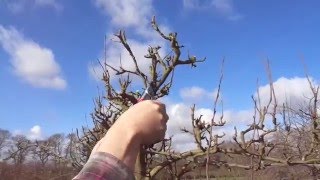 Espalier pear maintainance pruning [upl. by Rednal]