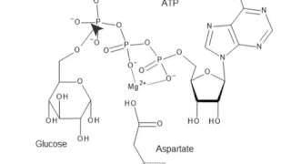 CHEM 407  Glycolysis  1  Hexokinase Mechanism [upl. by Sanger]