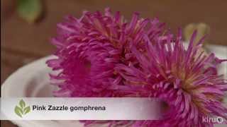 Growing gomphrena  Trisha Shirey  Central Texas Gardener [upl. by Erme]