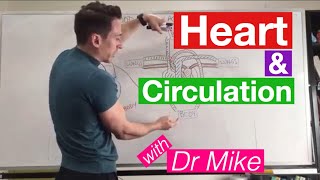 Heart Circulation  Cardiology [upl. by Emyle237]