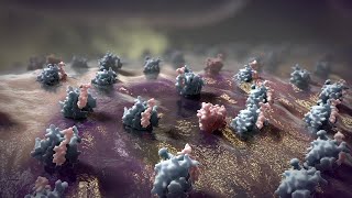 Apoptosis Animation [upl. by Bubb]