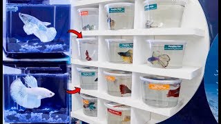 BETTA Fish SHOPPING SPREE BREEDING Betta Fish [upl. by Yirinec]