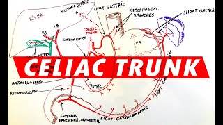 Celiac Trunk  Arterial supply to the Stomach [upl. by Dloniger]