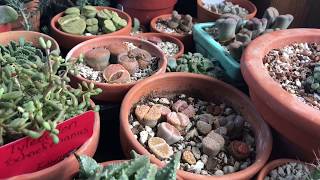 What To Do When Lithops Wrinkle or Split Late [upl. by Bil]