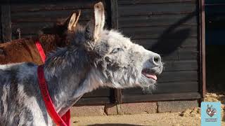 Braying donkey The Donkey Sanctuary [upl. by Charmane]