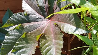 How to grow Ricinus Castor Oil plants [upl. by Darya]