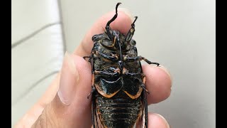 Gypsy Bard played on cicadas by a lot of cicadas and 清枫徐月 [upl. by Iverson]