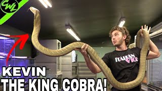 KEVIN THE KING COBRA [upl. by Aileek643]