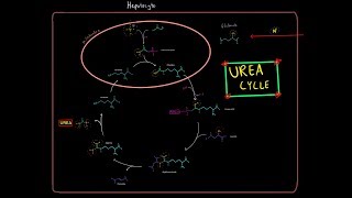 The Urea Cycle EVERYTHING YOU NEED TO KNOW BIOCHEMISTRY MCAT [upl. by Cirek]