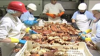 Crab Processing  04 [upl. by Bobina]