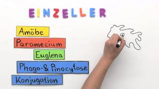 Einzeller  Biologie  Biologie der Zellen [upl. by Osbourn19]