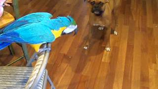 Macaw tells Boxer dont bite [upl. by Bramwell959]