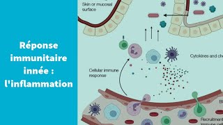 La réponse immunitaire innée  linflammation  Première Spécialité SVT [upl. by Claudia]