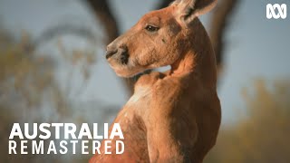 Battle of the boxing kangaroos  Australia Remastered [upl. by Nayrb]