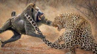 Leopard and Baboon fight for survive [upl. by Gnil]